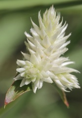Gomphrena sonorae