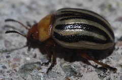 Zygogramma continua
