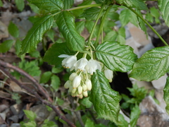 Staphylea colchica