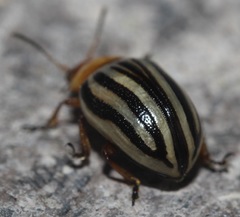 Zygogramma continua