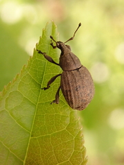 Tropiphorus elevatus