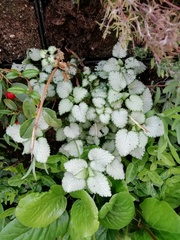 Lamium maculatum