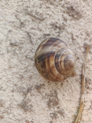 Helix lucorum