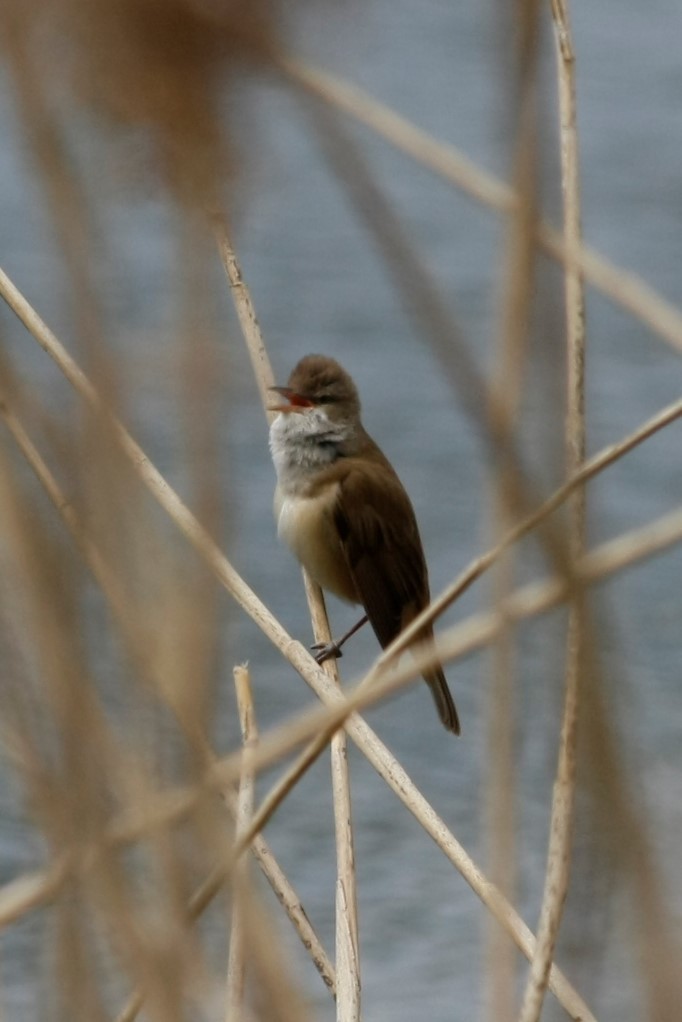 Great Reed Warbler