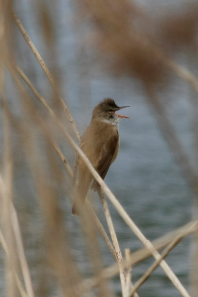 Great Reed Warbler