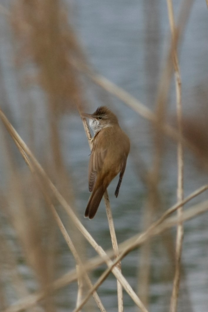 Great Reed Warbler
