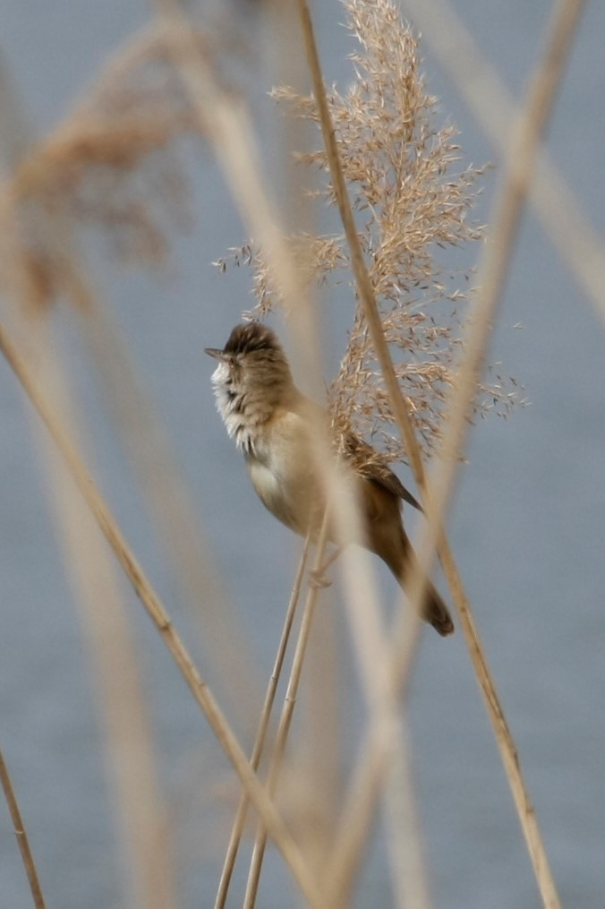 Great Reed Warbler