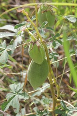 Jatropha macrorhiza