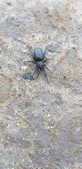 Araneae