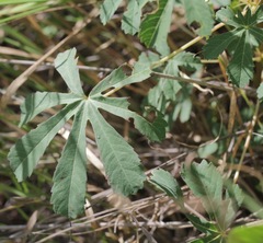 Jatropha macrorhiza