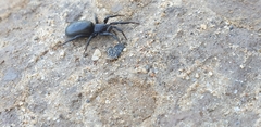 Araneae