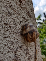 Helix lucorum