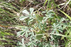 Jatropha macrorhiza