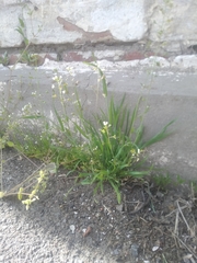 Capsella bursa-pastoris