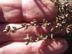Lampranthus debilis