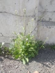 Capsella bursa-pastoris