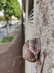 Helix lucorum