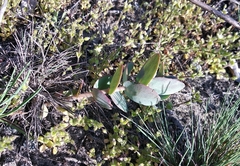 Hylotelephium maximum ruprechtii