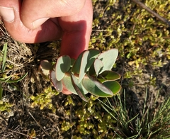 Hylotelephium maximum ruprechtii