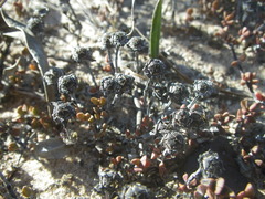 Lampranthus debilis