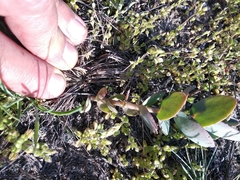 Hylotelephium maximum ruprechtii