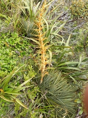 Aciphylla colensoi