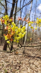 Acer platanoides