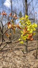 Acer platanoides