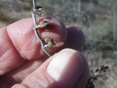 Lampranthus debilis