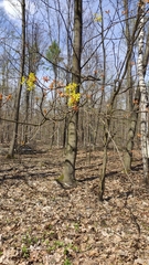 Acer platanoides