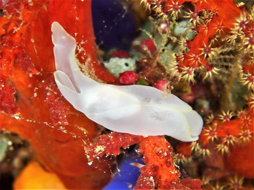 Chelidonura electra