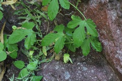 Passiflora bryonioides