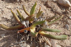 Glottiphyllum regium