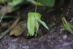 Passiflora bryonioides
