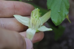 Passiflora bryonioides