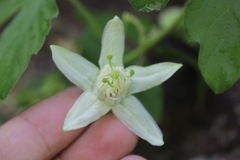 Passiflora bryonioides