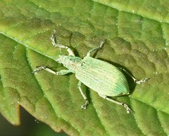 Polydrusus planifrons