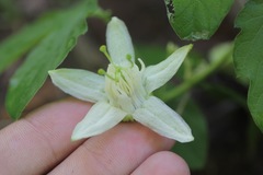 Passiflora bryonioides