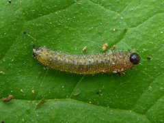 Paropsisterna m-fuscum