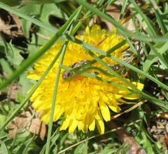 Acmaeodera diffusa