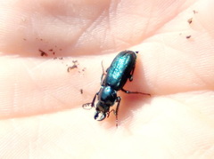 Platycerus caprea