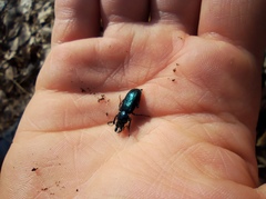 Platycerus caprea