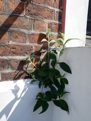 Buddleja davidii