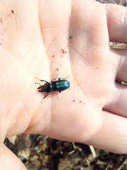 Platycerus caprea