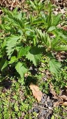 Urtica dioica