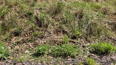 Urtica dioica