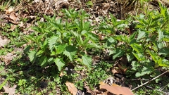 Urtica dioica