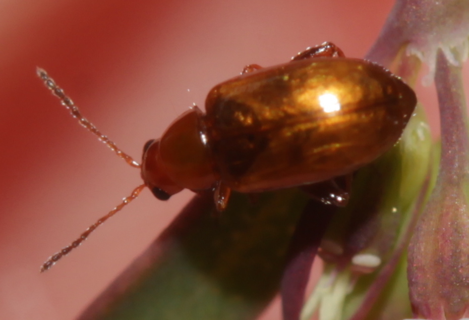 Brown Dot Leafy Spurge Flea Beetle