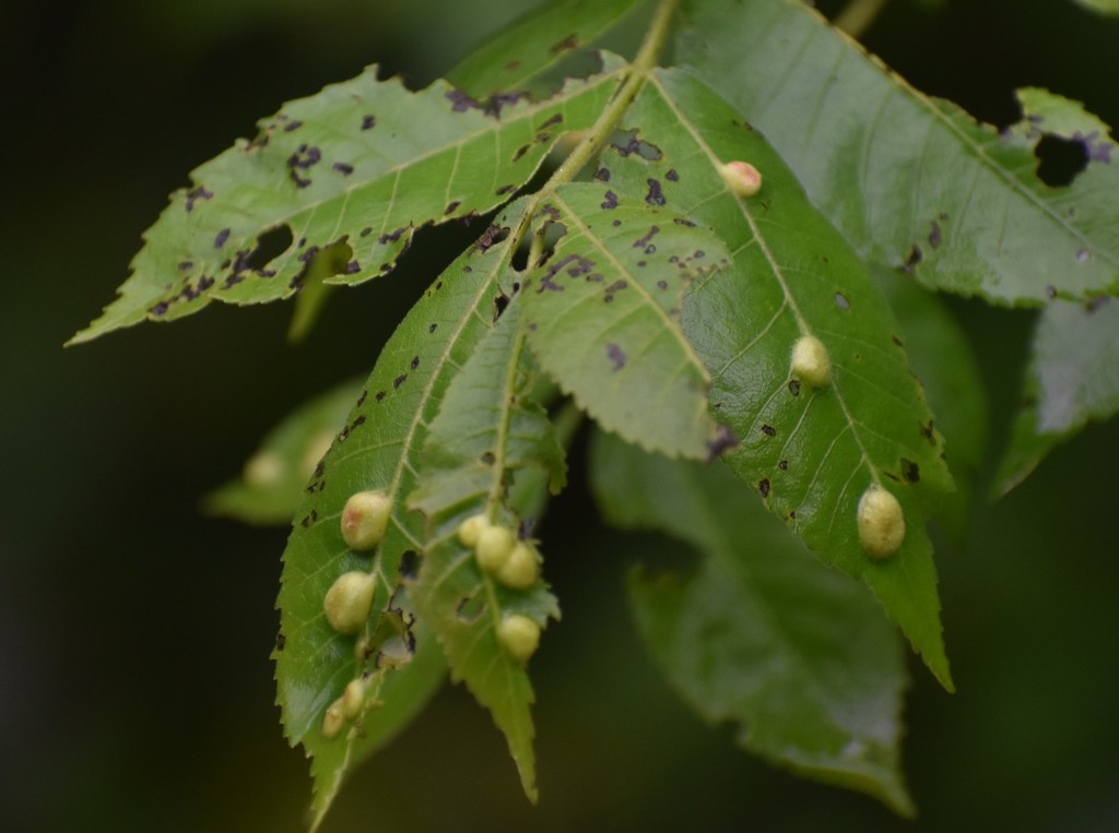 Pecan Leaf Phylloxera