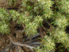 Cardionema ramosissimum